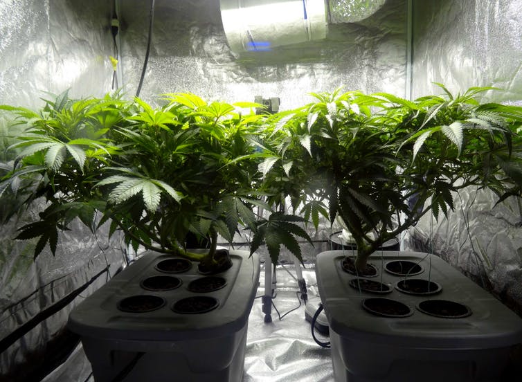 Can You Grow Cannabis at Home in Missouri? Amendment 3